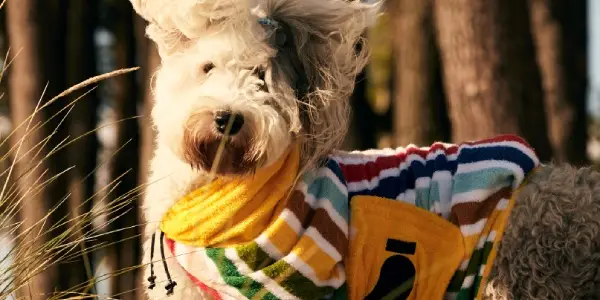 Poncho de plaja caini - Mega Menu - alaplaya.ro